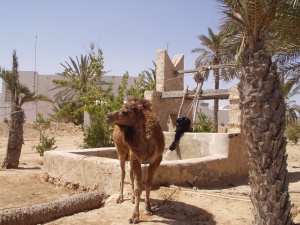 Djerba - velbloud